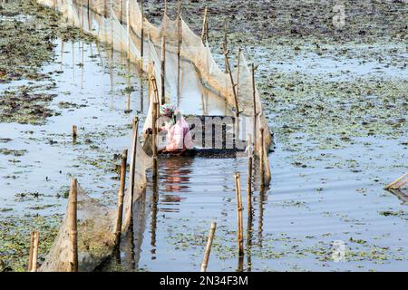 Wasserkastaniensammlung (paniphal) im ländlichen West-bengalen indien Stockfoto
