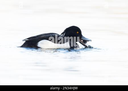 Tufted Duck (Aythya fuligula) drake Eating Whitlingham CP Norwich UK GB Februar 2023 Stockfoto