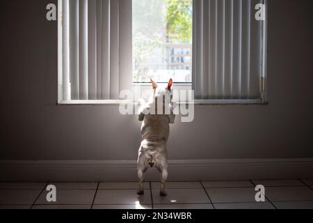 Der Hund wartet am Fenster auf seinen Besitzer. Hund, der durch das Fenster spitzte. Französische Bulldogge Stockfoto