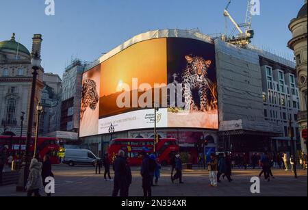 London, Großbritannien. 7. Februar 2023 Die Kampagne zum Arabischen Leopardentag wird auf den berühmten Piccadilly Lights im Piccadilly Circus gezeigt. Der Arabische Leopardentag findet am 10. Februar statt und ist eine Kampagne Saudi-Arabiens und der Königlichen Kommission für Alula (RCU), die die Notlage des arabischen Leoparden und die Initiativen zur Rettung der Arten beleuchtet. Kredit: Vuk Valcic/Alamy Live News Stockfoto