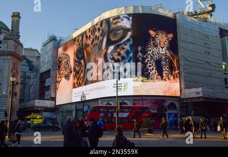 London, Großbritannien. 7. Februar 2023 Die Kampagne zum Arabischen Leopardentag wird auf den berühmten Piccadilly Lights im Piccadilly Circus gezeigt. Der Arabische Leopardentag findet am 10. Februar statt und ist eine Kampagne Saudi-Arabiens und der Königlichen Kommission für Alula (RCU), die die Notlage des arabischen Leoparden und die Initiativen zur Rettung der Arten beleuchtet. Kredit: Vuk Valcic/Alamy Live News Stockfoto