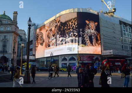 London, Großbritannien. 7. Februar 2023 Die Kampagne zum Arabischen Leopardentag wird auf den berühmten Piccadilly Lights im Piccadilly Circus gezeigt. Der Arabische Leopardentag findet am 10. Februar statt und ist eine Kampagne Saudi-Arabiens und der Königlichen Kommission für Alula (RCU), die die Notlage des arabischen Leoparden und die Initiativen zur Rettung der Arten beleuchtet. Kredit: Vuk Valcic/Alamy Live News Stockfoto