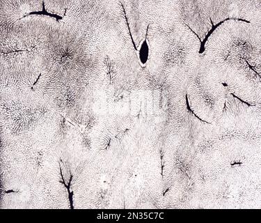 Die Untersuchung eines Organmikrogefäßes beinhaltet in der Regel das Füllen von Blutgefäßen mit einem unter dem Mikroskop sichtbaren Etikett. Mikrocontroller mit geringer Vergrößerung Stockfoto