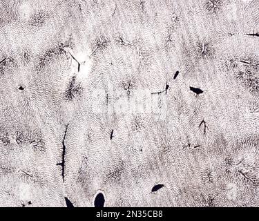 Die Untersuchung eines Organmikrogefäßes beinhaltet in der Regel das Füllen von Blutgefäßen mit einem unter dem Mikroskop sichtbaren Etikett. Mikrocontroller mit geringer Vergrößerung Stockfoto