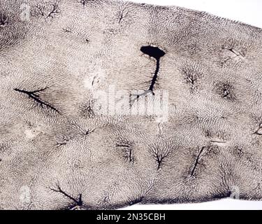 Die Untersuchung eines Organmikrogefäßes beinhaltet in der Regel das Füllen von Blutgefäßen mit einem unter dem Mikroskop sichtbaren Etikett. Mikrocontroller mit geringer Vergrößerung Stockfoto