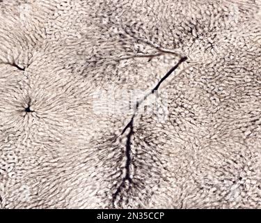 Die Untersuchung eines Organmikrogefäßes beinhaltet in der Regel das Füllen von Blutgefäßen mit einem unter dem Mikroskop sichtbaren Etikett. Lichtmikroskopie von Liv Stockfoto