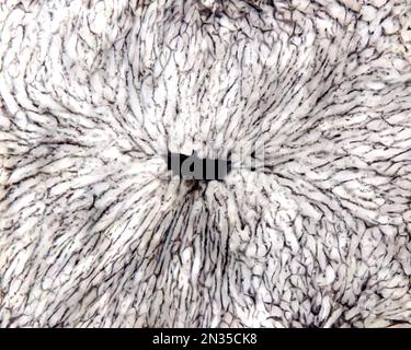 Die Untersuchung eines Organmikrogefäßes beinhaltet in der Regel das Füllen von Blutgefäßen mit einem unter dem Mikroskop sichtbaren Etikett. Lichtmikroskopie von Liv Stockfoto