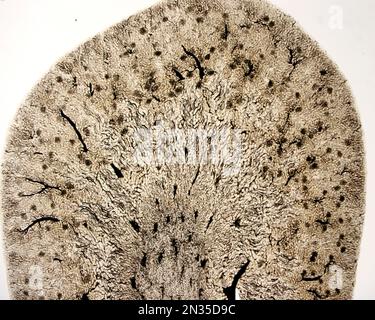 Die Untersuchung eines Organmikrogefäßes beinhaltet in der Regel das Füllen von Blutgefäßen mit einem unter dem Mikroskop sichtbaren Etikett. Mikrocontroller mit geringer Vergrößerung Stockfoto