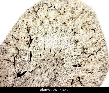 Die Untersuchung eines Organmikrogefäßes beinhaltet in der Regel das Füllen von Blutgefäßen mit einem unter dem Mikroskop sichtbaren Etikett. Mikrocontroller mit geringer Vergrößerung Stockfoto