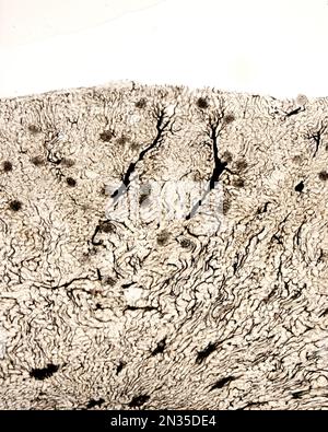 Die Untersuchung eines Organmikrogefäßes beinhaltet in der Regel das Füllen von Blutgefäßen mit einem unter dem Mikroskop sichtbaren Etikett. Lichtmikroskop mikrog Stockfoto