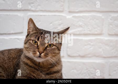 Porträt einer lustigen Katze mit gelben Augen auf weißem Hintergrund Stockfoto