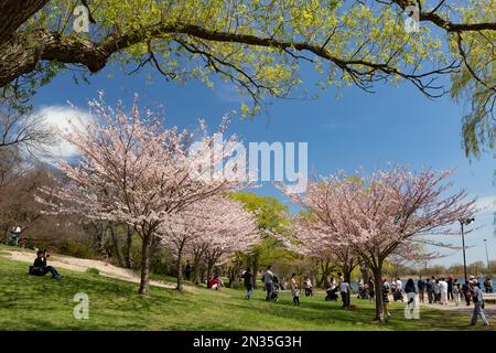 Im Frühling setzen sich Tausende Torontonier in die japanische Tradition des Hanami ein, bei dem Blumen zu sehen sind, wenn die Kirschblüten im High Park blühen. Stockfoto