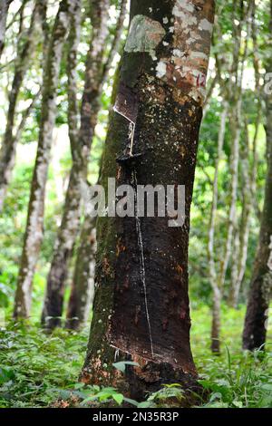 Gummibaum, Pará-Gummibaum, Kautschukbaum, Gummibaum, Hévéa, Hévéa du Brésil, arbre à caoutchouc, Hevea brasiliensis, kaucsukfa, gumifa, Srí Lanka Stockfoto