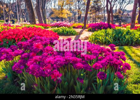 Spektakuläre Morgenszene mit blühenden violetten Tulpenblumen im Gulhane (Rosehouse) Park. Attraktive Outdoor-Szene in Istanbul, der Türkei, Europa. Sonnige Mo Stockfoto