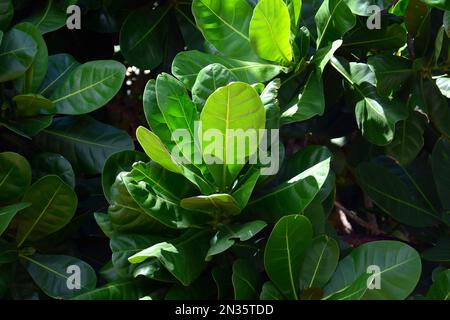 Fisch Giftbaum, Putat, Meeresgiftbaum, Barringtonia, Srí Lanka, Asien Stockfoto