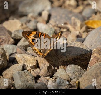 Ein gemeiner Buckeye-Schmetterling auf Steinen in Costa Rica im Januar Stockfoto