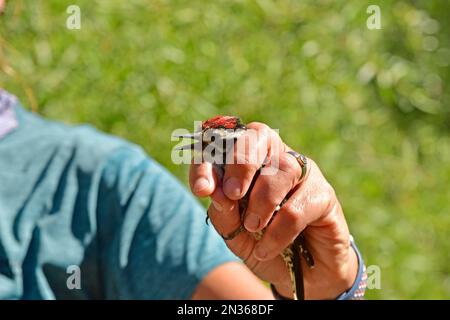 Das Umweltteam von Fort Hunter Liggett, Kalifornien, hat Nuttalls Specht im Rahmen seines Engagements für den Umweltschutz zusammengeführt. Stockfoto