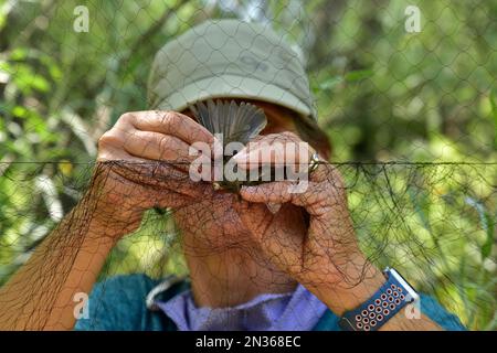 Das Umweltteam von Fort Hunter Liggett, Kalifornien, entfernt vor dem Banding Eichenschmalzmaus aus dem Nebelnetz und ist Teil seines Engagements für den Umweltschutz. Stockfoto