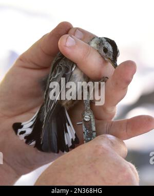 Das Umweltteam von Fort Hunter Liggett, Kalifornien, verbündet ein weißes Nacktmaul mit USGS-Aluminium als Teil seines Engagements für den Umweltschutz. Stockfoto