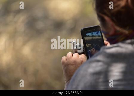 Das Umweltteam von Fort Hunter Liggett, Kalifornien, dokumentiert mit USGSband als Teil des Engagements für den Umweltschutz ein weißes Nacktschuh. Stockfoto