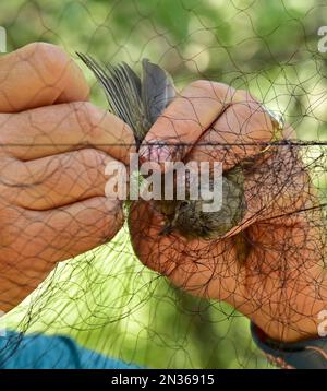 Das Umweltteam von Fort Hunter Liggett, Kalifornien, entfernt vor dem Banding Eichenschmalzmaus aus dem Nebelnetz und ist Teil seines Engagements für den Umweltschutz. Stockfoto