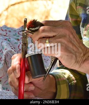 Das Umweltteam von Fort Hunter Liggett, Kalifornien, vereint einen Nuttall-Specht mit USGS-Aluminium als Teil seines Engagements für den Umweltschutz. Stockfoto