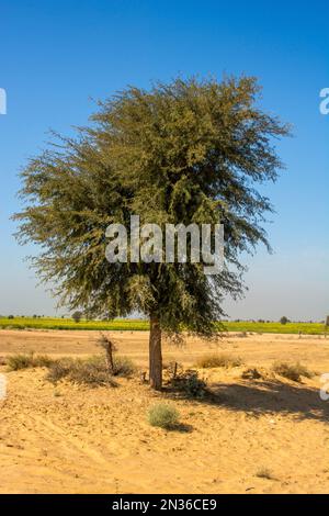 Allein kair (Prosopis cineraria) Baum in der Thar Wüste Stockfoto