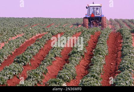 Kartoffelfeldern, Kinkora, Prince Edward Island, Canada Stockfoto