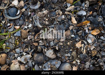 Muscheln auf dem Wanderweg in den Wäldern von Cronensteyn Polder, Leiden, Niederlande Stockfoto