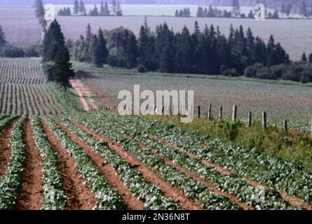 Kartoffelfeldern, Kinkora, Prince Edward Island, Canada Stockfoto