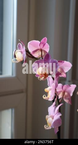 Wunderschöne rosa Orchidee. Rosa Blumen bei Tageslicht. Rosa Blütenblätter. Rosa Punkte auf Blütenblättern. Gesprenkelte Blütenblätter. Tropische Blume. Blume mit orangefarbenem Stigma. Stockfoto