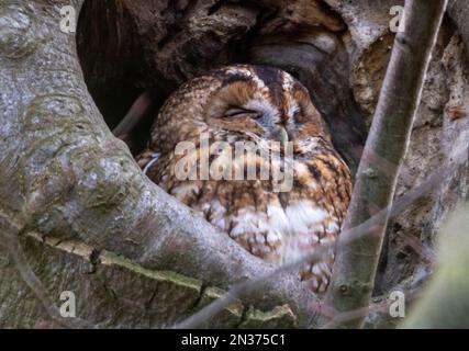 Tawny Eule saß in seinem Baum, aufgenommen im Rasenwald swindon Stockfoto