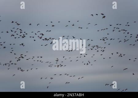 Eine Herde brent-Gänse, die im Winter über einen bewölkten Himmel fliegen und sich auf den Rückflug nach Artikrussland vorbereiten Stockfoto