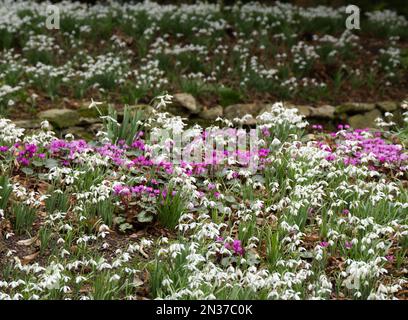 Weiße Schneetropfen und leuchtend pinkfarbene und magentafarbene Cyclamen im britischen Wintergarten im Februar Stockfoto