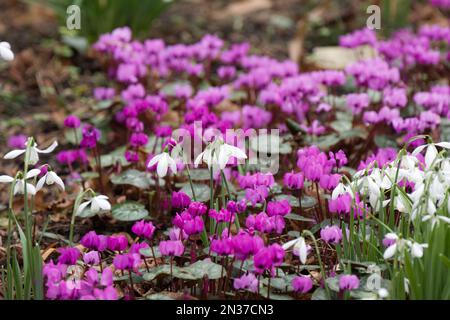 Weiße Schneetropfen und leuchtend pinkfarbene und magentafarbene Cyclamen im britischen Wintergarten im Februar Stockfoto