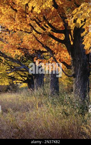 Herbst, Quechee, Vermont, USA Stockfoto