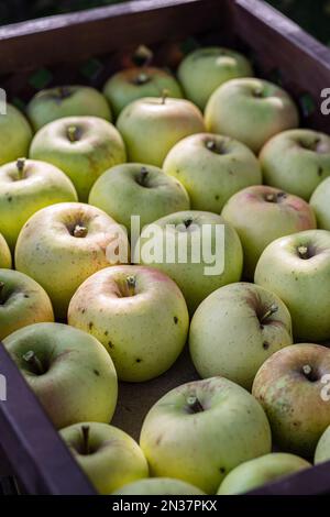 Reife Äpfel in den Holzkisten aus nächster Nähe. Stockfoto