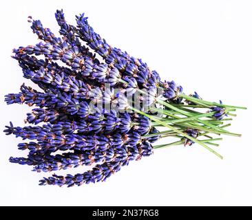Bouquet von Lavendelblüten Nahaufnahme isoliert auf weißem Hintergrund. Stockfoto