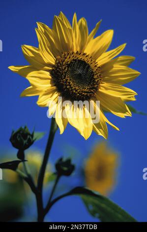 Sonnenblume, Tamworth, New Hampshire, USA Stockfoto