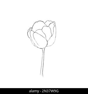 Tulip Blume kontinuierliche Linie Zeichnung. Eine Linie Kunst. Minimalismus Skizze, Idee für die Einladung, Gestaltung von instagram Geschichten und Highlights Icons Stockfoto