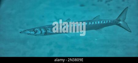 Bild eines Barrakudas-Fisches Atlantischer Ozean Teneriffa Spanien Stockfoto