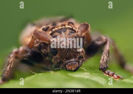 Nahaufnahme des Lesser Dornkäfers (Pogonocherus hispidus) Tipperary, Irland Stockfoto