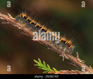 Eichen-Eggar-Mottenraupe (Lasiocampa quercus). Tipperary, Irland Stockfoto