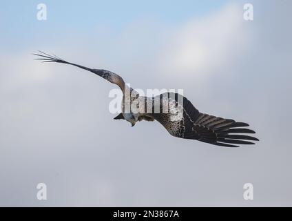 Einzigartiger Schuss eines Roten Drachen (Milvus milvus) in die Luft, während es beginnt, den spektakulären Tauchgang zu beginnen, um Beute auf dem Boden zu fangen. Suffolk, Großbritannien. Stockfoto