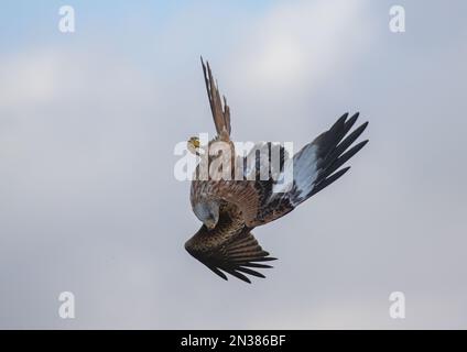 Einzigartiger Schuss eines Roten Drachen (Milvus milvus) in die Luft, während es beginnt, den spektakulären Tauchgang zu beginnen, um Beute auf dem Boden zu fangen. Suffolk, Großbritannien. Stockfoto