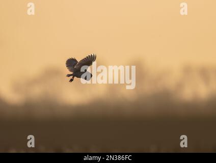 Eine wunderschöne Scheunen-Eule (Tyto Alba) im Flug, von der untergehenden Sonne beleuchtet, jagen über dem Schilf der Dünen im Abendlicht - Cambrigeshire, Großbritannien Stockfoto