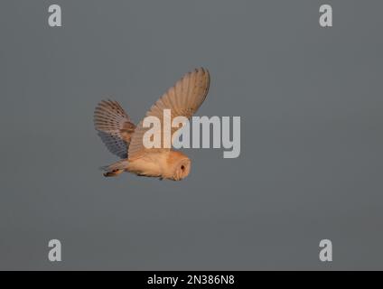 Eine wunderschöne Scheuneneule (Tyto Alba), die von der untergehenden Sonne beleuchtet wird und im Abendlicht über die Berge jagt - Cambridgeshire, Großbritannien Stockfoto