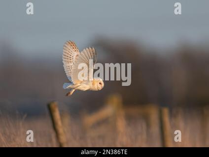 Eine wunderschöne Scheuneneule (Tyto Alba), hervorgehoben durch die untergehende Sonne, auf der Jagd über die Berge im Abendlicht - Cambridgeshire, Großbritannien Stockfoto