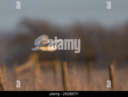 Eine wunderschöne Scheuneneule (Tyto Alba), hervorgehoben durch die untergehende Sonne, auf der Jagd über die Berge im Abendlicht - Cambridgeshire, Großbritannien Stockfoto