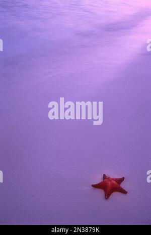 Starfish on Beach at Sunrise, Maldive Islands Stockfoto